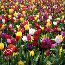 Схема вышивки «Поле тюльпанов»