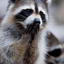 Схема вышивки «Енот.»