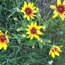 Схема вышивки «РУДБЕКИЯ»