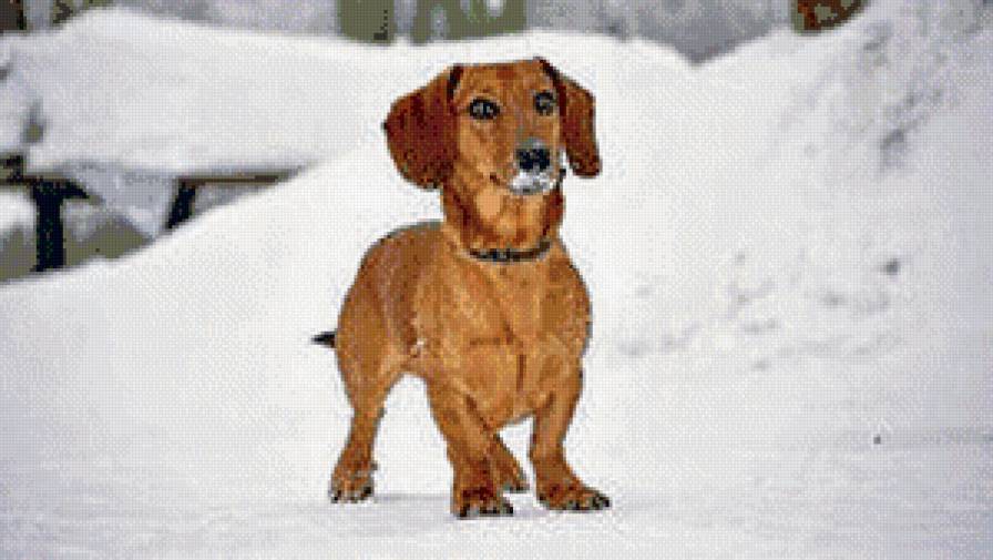 рыжая такса - прогулка с таксой, зима, такса, собака - предпросмотр