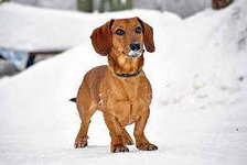 Схема вышивки «рыжая такса»