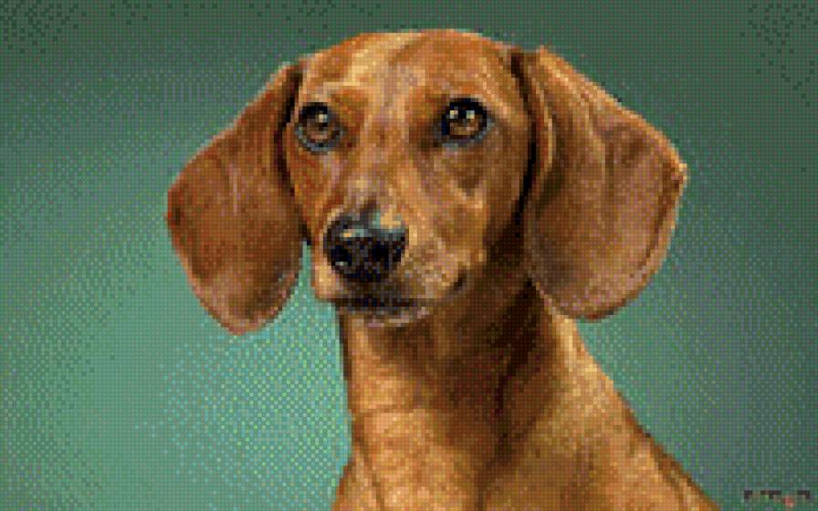 такса - собака, такса, портрет таксы - предпросмотр