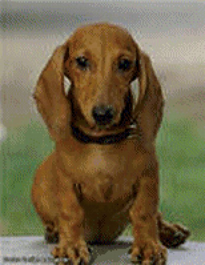 такса - такса, собака, портрет таксы - предпросмотр