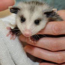 Схема вышивки «апоссум»