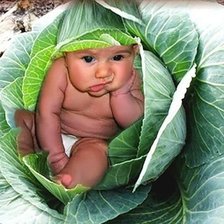 Схема вышивки «капустяник»