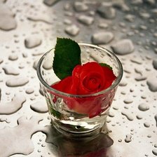 Схема вышивки «роза»