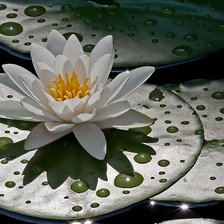 Схема вышивки «Водяная лилия»