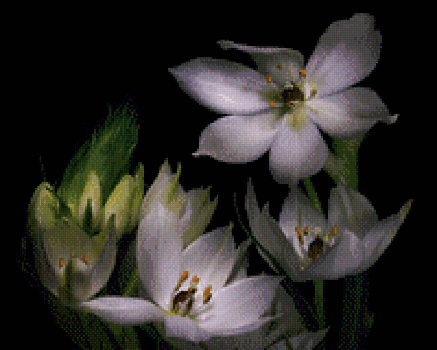 Цветы - натюрморт, абстракция, цветы - предпросмотр