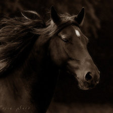 Схема вышивки «Конь»