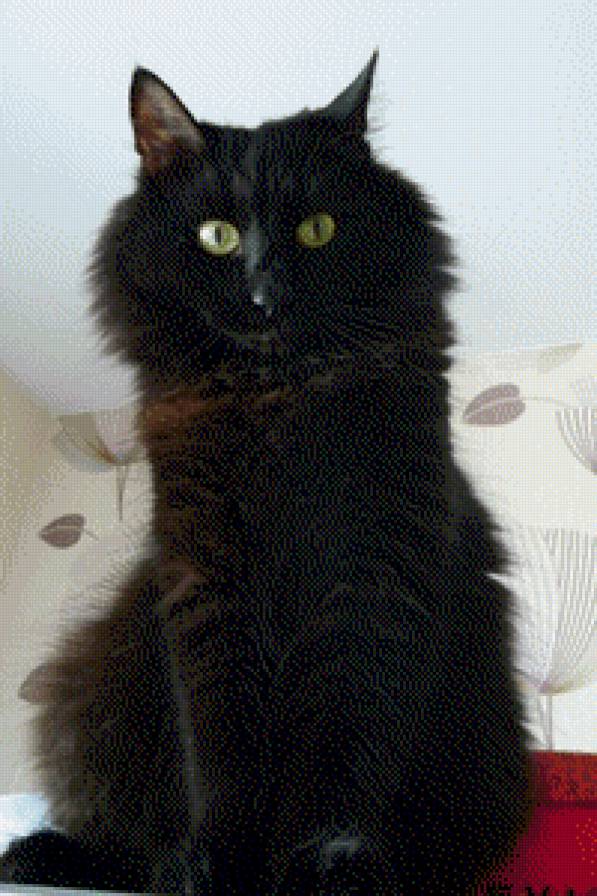 гоша - предпросмотр