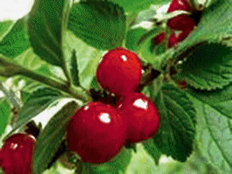 №438634 - ягоды - предпросмотр