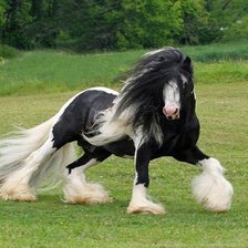 Схема вышивки «Лошадь породы Тинкер.»