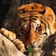 Схема вышивки «№438697»