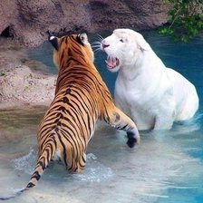 Тигры в зоопарке Лондона, Великобритания.