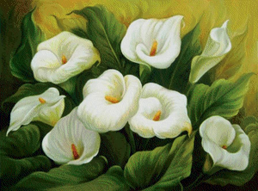 каллы - каллы, цветы, букет - предпросмотр