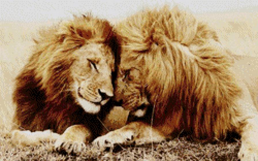 львиная нежность - львы, кошки, любовь - предпросмотр