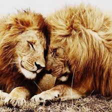 Схема вышивки «львиная нежность»