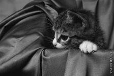 Схема вышивки «№439430»