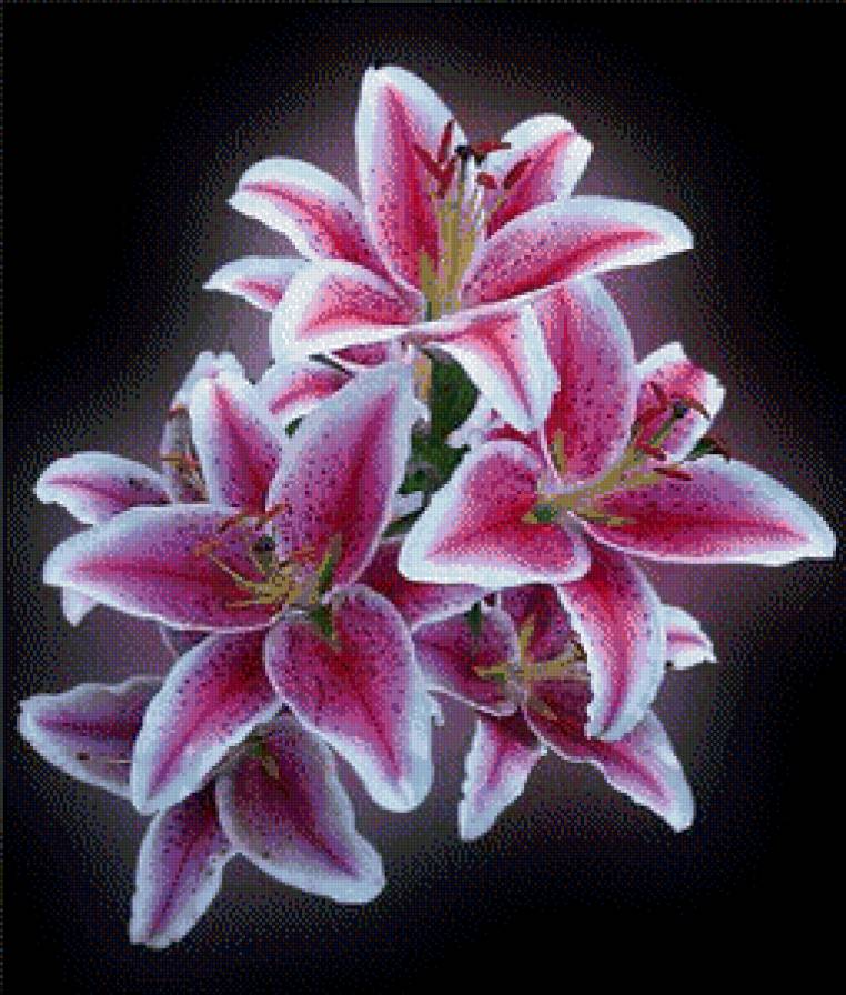 лилии - цветы, лилии, букет - предпросмотр