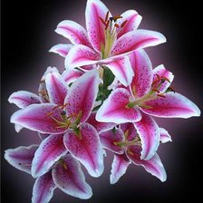 Схема вышивки «лилии»