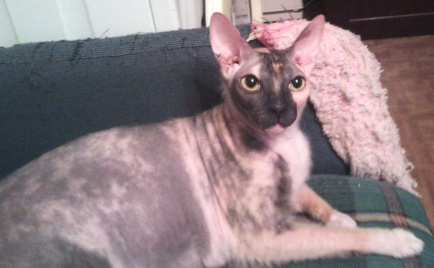 Наш любимый Лизун - Елизаветта - донской сфинкс, кошки - оригинал