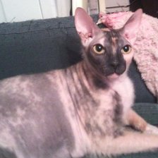 Наш любимый Лизун - Елизаветта