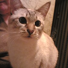 Схема вышивки «Кот Кося»