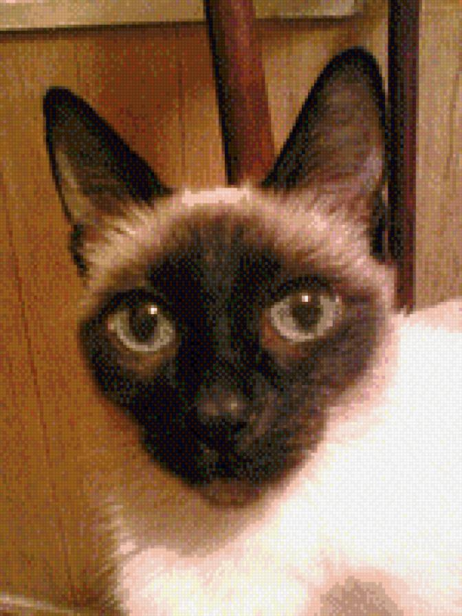 Дочка Кшися - животные, кошки, сиамка - предпросмотр