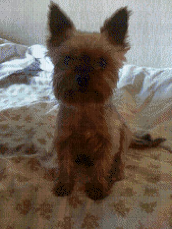 честер - собаки - предпросмотр