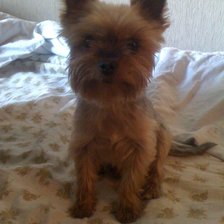 Схема вышивки «честер»