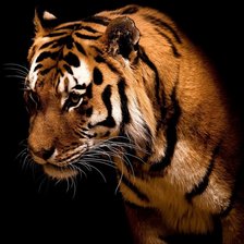 Схема вышивки «Тигр»