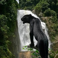 Схема вышивки «пантера»