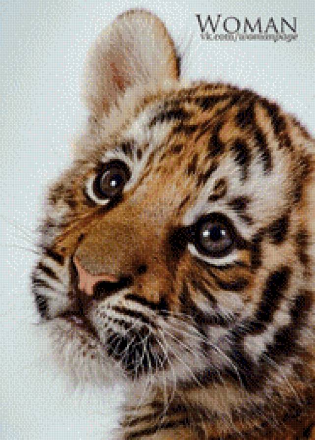 тигр - животные - предпросмотр