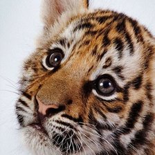 Схема вышивки «тигр»