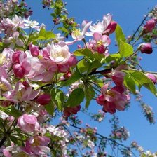 Схема вышивки «цветы»