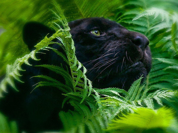 пантера - оригинал