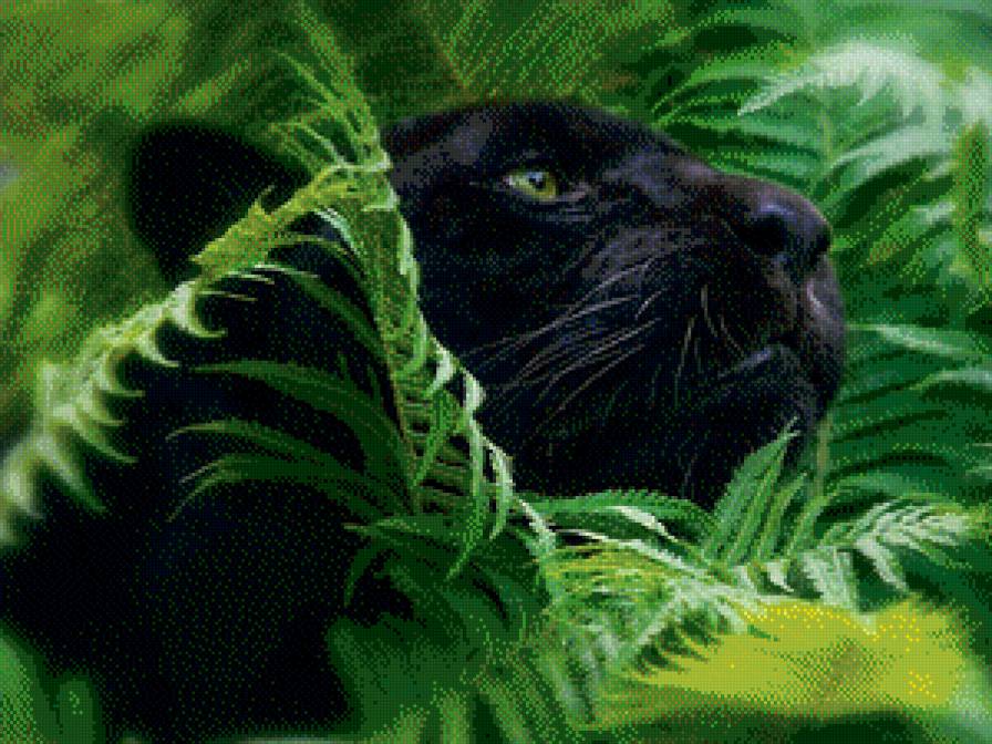 пантера - предпросмотр