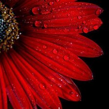 Схема вышивки «цветы»