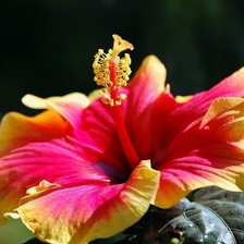 Схема вышивки «цветы»