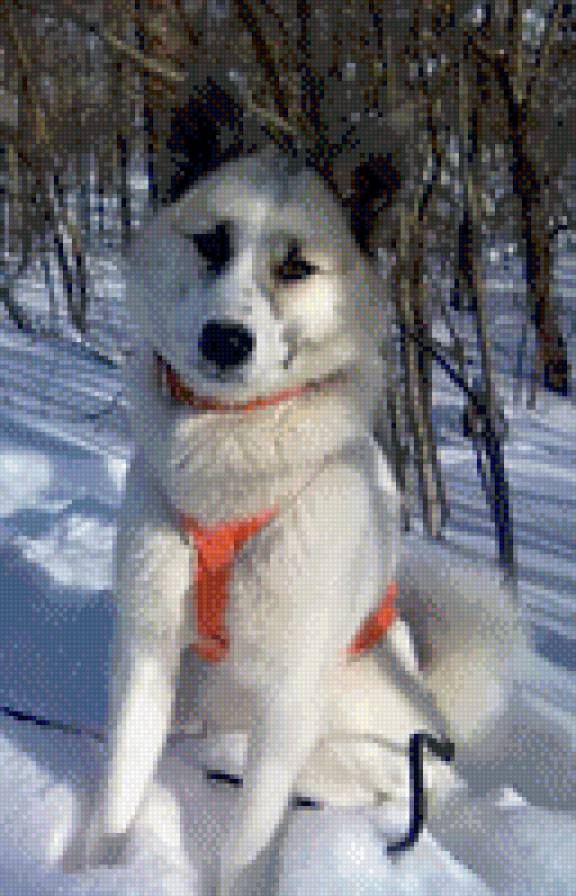 Западносибирская лайка - лайка, в шлейке - предпросмотр