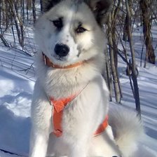 Схема вышивки «Западносибирская лайка»