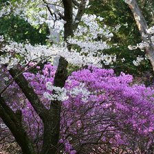 Схема вышивки «лісові дерева»