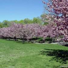 Схема вышивки «рожевий сад»