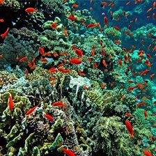 Схема вышивки «морський акваріум»