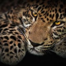 Схема вышивки «Leopardo»