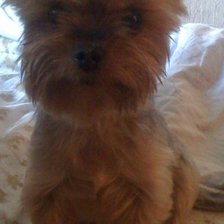 Схема вышивки «честер 2»