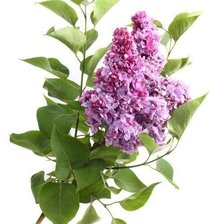 Схема вышивки «Сирень 2»