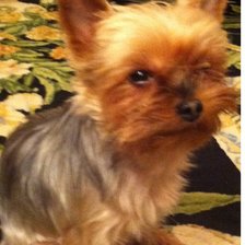 снова честер