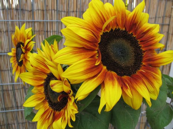 №440760 - оригинал