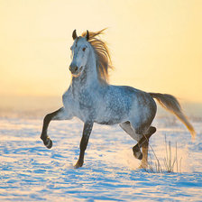 Схема вышивки «Кони 2»